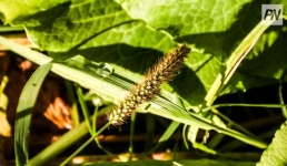 Нестабильный октябрь в Павлодарской области побил рекорды