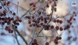 Снег и метель: погода в Павлодарской области 13 ноября