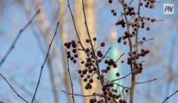 18 ноября в Павлодарской области не будет осадков