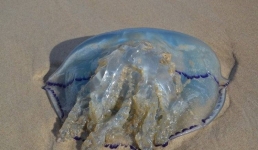 Британское побережье заполонили медузы