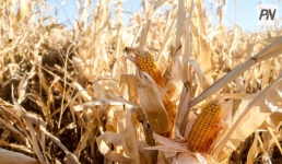 Рекордный урожай собрали в Павлодарской области