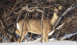 В лесном резервате Павлодарской области стало больше косуль