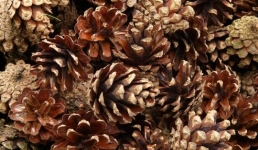 В «Ертiс орманы» приступили к сбору сосновых шишек