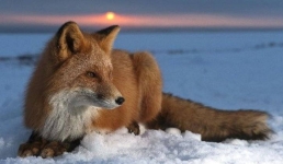 Хищница попала в фотоловушку павлодарских лесников