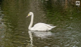 Лебедь попросил помощи у железинского рыбака