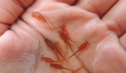 В Аксу выявили подпольный цех с ценными рачками