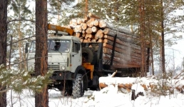 Павлодарцам напомнили о правилах перевозки древесины по России