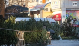 Стали известны цены на сосны в Павлодаре