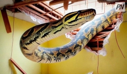 В Малайзии питон проломил потолок