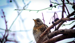 В Павлодаре появился «Птичий городок»