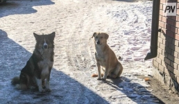 В Павлодаре организуют новогодний праздник для питомцев