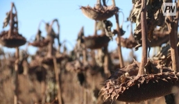 Больше павлодарского масла появится на местных прилавках