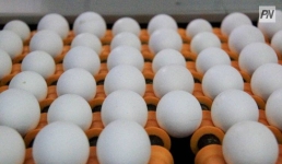 На аукционе в Шотландии продали идеально круглое яйцо