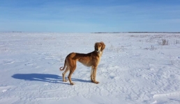 Казахская порода собак тазы получила патент