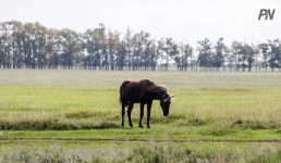 Часть полей Майского района может стать «жилыми»