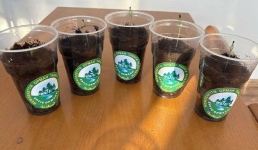 Сельские школьники Павлодарской области выращивают сосны в стаканчиках