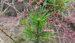 В Баянауле высадят сосны, выращенные из упавших шишек