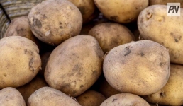 Павлодарский картофель не попробуют британцы