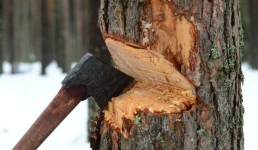 В Павлодаре бизнесмен вырубил деревья, чтобы проложить кабель