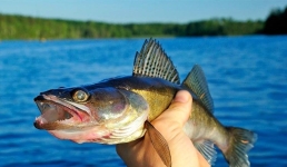 В Казахстане ввели запрет на вывоз рыбы