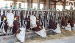 В Актогайском районе попросили открыть убойные площадки