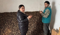 В Бянаульском нацпарке завершили переработку сосновых шишек