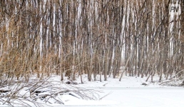 Павлодарские лесники начали готовиться к весне