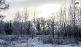 В Аккулы задержали лесных браконьеров