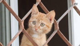 «Из рук в лапы»: павлодарцы запустили добрую акцию