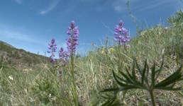 Павлодарские учёные раскрыли генетическую тайну чабреца