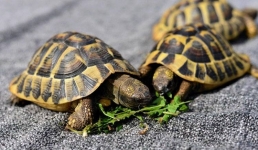 Контрабандистки пытались вывезти из Малайзии редких черепах