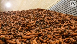 В Павлодарской области заглянули в морковные закрома