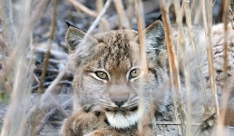 Отдыхающую рысь сняли на видео в «Ертiс орманы»