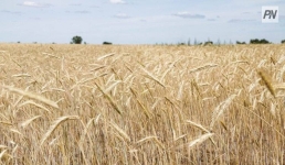 Казахстанские поля напитают за счёт государства