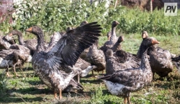 Юный птицевод из Павлодара: как увлечение переросло в бизнес