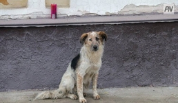 Наурызу порадуются и павлодарские питомцы