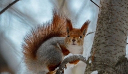 Белки в павлодарских лесах стали проигрывать в пищевой цепи