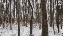 В Павлодарской области поймали лесных нарушителей