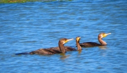 Выносят строгий приговор: защищать или защищаться от павлодарских бакланов?