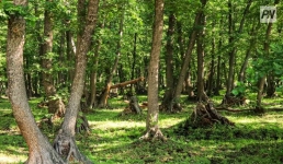 В Баянаульском парке землю выдавали без конкурса