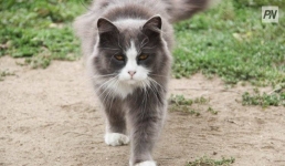 В Великобритании кошка может стать рекордсменом по долголетию