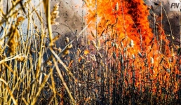 В Экибастузе вспыхнула сухая трава