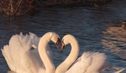 Павлодарские лебеди-кликуны вернулись из тёплых краёв