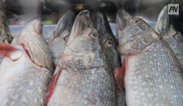 Павлодарская область вошла в ценовой антитоп на рыбу