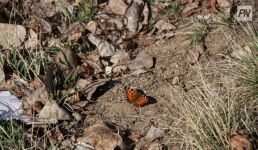 10 апреля в Павлодарской области не будет осадков