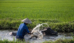 Житель Китая завёл в съёмной квартире буйвола