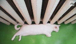 Когда в Экибастузе отключат тепло