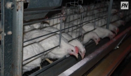 Аксуская курятина потеснит птичье мясо на павлодарских полках