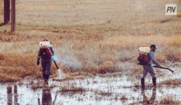 Укусов каких неочевидных кровососов стоит опасаться павлодарцам