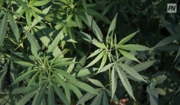 Жителя Аккулы накажут за ферму по выращиванию конопли